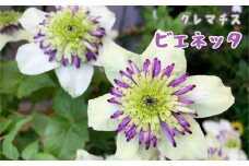 ＜先行予約＞いわて花巻のお花　鉢花クレマチス「ビエネッタ（５寸）」 【1540】