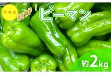 新鮮野菜 ピーマン 約2kg 　【1637】