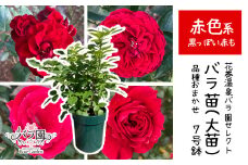 <色が選べる♪>花巻温泉バラ園で育った「バラ大苗」7号サイズ -赤-　【1663】
