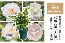 花巻温泉バラ園で育った「バラ大苗」7号サイズ -白-　【1662】