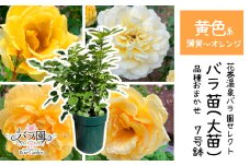 <色が選べる♪>花巻温泉バラ園で育った「バラ大苗」7号サイズ -黄-　【1661】