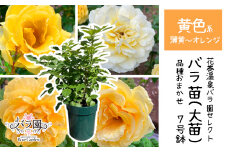 <色が選べる♪>花巻温泉バラ園で育った「バラ大苗」7号サイズ -黄-　【1661】