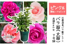 <色が選べる♪>花巻温泉バラ園で育った「バラ大苗」7号サイズ -ピンク-　【1660】