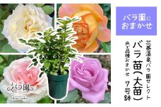花巻温泉バラ園で育った「バラ大苗」7号サイズ -園長におまかせ-　【1659】