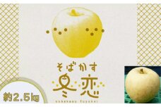 そばかすりんご 冬恋はるか 自家用 （サビあり） 約2.5kg 【1666】