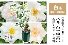<色で選べる♪>花巻温泉バラ園で育った「バラ中苗」5号サイズ -白-<2025年7月より発送> 【1859】