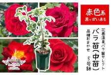<色で選べる♪>花巻温泉バラ園で育った「バラ中苗」5号サイズ -赤-<2025年7月より発送> 【1860】