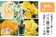 <色で選べる♪>花巻温泉バラ園で育った「バラ中苗」5号サイズ -黄-<2025年7月より発送>　【1858】