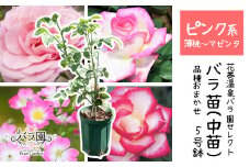 <色で選べる♪>花巻温泉バラ園で育った「バラ中苗」5号サイズ -ピンク-<2025年7月より発送>　【1857】