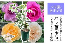 <園長セレクト♪>花巻温泉バラ園で育った「バラ中苗」5号サイズ -園長におまかせ-<2025年7月より発送>　【1856】
