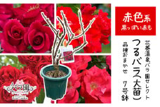 花巻温泉バラ園で育った「つるバラ大苗」7号サイズ -赤- 【1917】