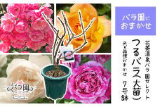 花巻温泉バラ園で育った「つるバラ大苗」7号サイズ -園長におまかせ- 【1915】