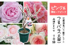 花巻温泉バラ園で育った「つるバラ大苗」7号サイズ -ピンク- 【1916】