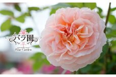 花巻温泉バラ園 オリジナル品種「ミラクルローズ90」　新苗　<2025年6月より随時発送> 【1999】