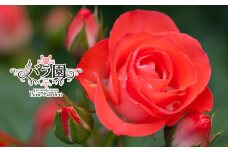 花巻温泉バラ園 オリジナル品種「花巻おとめ80」　新苗　<2025年6月より随時発送> 【2000】