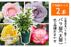 花巻温泉バラ園で育った「バラ大苗」7号サイズ おまかせ2本セット 【2001】