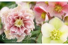 【2本セット】花巻温泉バラ園で育った「クリスマスローズ」苗<2026年2月上旬より順次発送>【2167】