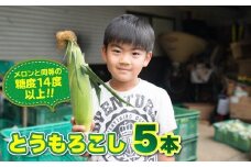 【予約受付 R8年 7月 中旬以降 発送開始 予定】髙橋さんの とうもろこし 5本 2026年度【メロンと同等の糖度14度以上】