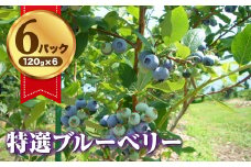 特選 大玉 ブルーベリー  化粧箱入り 120g × 6パック 採れたてを順次発送中！ 国産 フルーツ 産地直送 岩手県 北上市 C0078 しゅうブルーベリー園