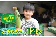 【予約受付 R8年 7月 中旬以降 発送開始予定】髙橋さんの とうもろこし 12本セット 2026年度 【メロンと同等の糖度】