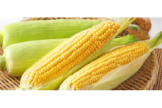 予約受付 7月中旬～発送開始【2025年産】北上産 とうもろこし（キミ）5本  八百屋 季節 野菜 くだもの トウモロコシ 旬 岩手県 北上市 B0254