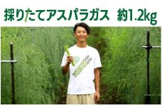 【8月中旬～発送予定】　夏！採りたてアスパラガス　約1.2kg アスパラ 大容量 野菜 季節の野菜 石井建一 岩手県 北上市 C0511
