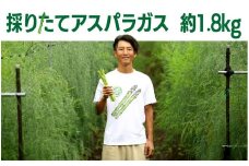 【8月中旬～発送予定】　夏！採りたて アスパラガス　約1.8kg アスパラ 大容量 野菜 季節の野菜 石井建一 岩手県 北上市 D0432