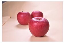 【 予約受付 /2025年 11月発送開始 】 北上山系 りんご サンふじ 5kg (目安12～20玉) リンゴ 林檎 サンフジ ふじ 果物 フルーツ 果実 贈答 東北 岩手 土産 展勝地 桜の名所 岩手県 北上市 E0143 展勝地レストハウス