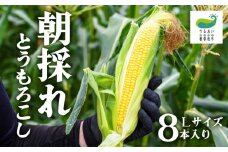  甘～い！北上産★ 朝採れ とうもろこし 8本 セット 岩手県 北上市 C0494 うるおい春夏秋冬 国産 岩手 もろこし 野菜 とうきび コーン 産地直送 