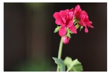 ゼラニュウム　(空気をきれいにするアートフラワー)【赤】インテリア 空気清浄  浄化 除菌 消臭 花 フラワー インテリア オブジェ ギフト プレゼント 贈り物  記念日 あとりえヒロ 岩手県 北上市 B0426 