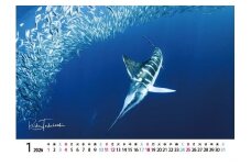 2026年度卓上カレンダー 高橋怜子  海の絶景 水中写真家 写真集 海の絶景 ナショナルジオグラフィック 総合グランプリ受賞  写真 インテリア アート 写真家 インテリア Reiko Takahashi photography 海 写真作品 水中 世界 海洋 写真ギフト プレゼント 岩手県 北上市 C0465