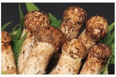【季節限定】久慈産天然松茸「厳選」１kg