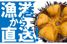 「2026年発送予約分」久慈市麦生産「黄金雲丹」170g（牛乳瓶入り 生うに）