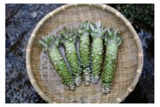 根わさび 真妻 200g (3～4 本)  山葵用おろし金付【葵食品】 生産者直送 生 新鮮 岩手県 遠野市 特産 /刺身 お肉 ステーキ 薬味 わさび丼