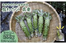 根わさび 真妻 200g (3～4 本)  山葵用おろし金付【葵食品】 生産者直送 生 新鮮 岩手県 遠野市 特産 /刺身 お肉 ステーキ 薬味 わさび丼