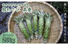 根わさび 真妻 200g (3～4 本)  【葵食品】 生産者直送 生 新鮮 岩手県 遠野市 特産 /刺身 お肉 ステーキ 薬味 わさび丼