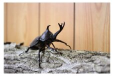 カブトムシ 成虫 カップル オス メス 昆虫 かぶとむし 虫かご ケース 付 【岩手県遠野市生まれ】