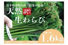 【先行予約】天然生わらび 訳アリ品 1.6ｋｇ