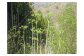 遠野市の山奥に自生する天然のタラの芽です。