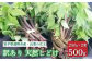 遠野産天然しどけ500g【訳アリ・不揃い品】
