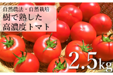 自然農法 樹で熟した 高濃度 大玉 トマト 2.5kg  約 21玉 前後 栽培期間中 農薬不使用 農家 朝採り 直送 遠野もぐもぐカントリー