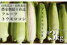 自然農法 フルーツトウモロコシ プラチナコーンX  白とうもろこし 12本前後 約 3kg  サイズ バラ  栽培期間中 農薬不使用 農家 朝採り 直送 遠野もぐもぐカントリー