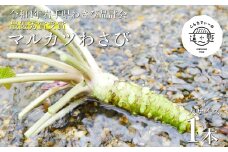 【令和4年岩手県わさび品評会最優秀賞受賞】マルカツわさび　大サイズ 1本【こんたでぃーの遠野】