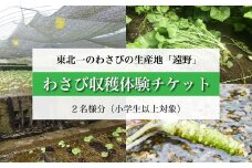 わさび 収穫体験 チケット （2名様分） / 岩手県 遠野市 宮守町 達曽部 生産量 東北一 こんたでぃーの遠野