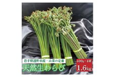 生わらび 1.6kg 400g×4束 天然 岩手県 遠野市 産 ワラビ 山菜 田村りんご店 期間限定 数量限定 【 先行予約 2025年5月上旬発送】