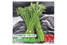 生わらび 極太 1.2kg 400g×3束 天然 岩手県 遠野市 産 ワラビ 山菜 田村りんご店 期間限定 数量限定 【 先行予約 2025年5月上旬発送】