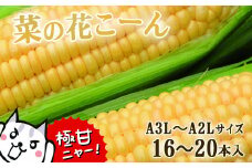 朝採れ 極甘 とうもろこし「菜の花こーん」16～20本 A3L～A2Lサイズ 高糖度 濃厚 生食 農家直送 もぎたて  トウモロコシ  新鮮 サラダ 生野菜 野菜 スイートコーン コーン 焼きとうもろこし BBQ ギフト 贈答品 岩手県 一関市 東北