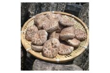 原木栽培 乾燥しいたけ「源流」 どんこ 150ｇ