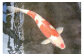 サイズ約70cmの錦鯉