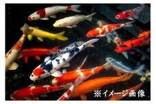 錦鯉　5匹セット（15cm前後）柄おまかせ【沖縄には発送できません】